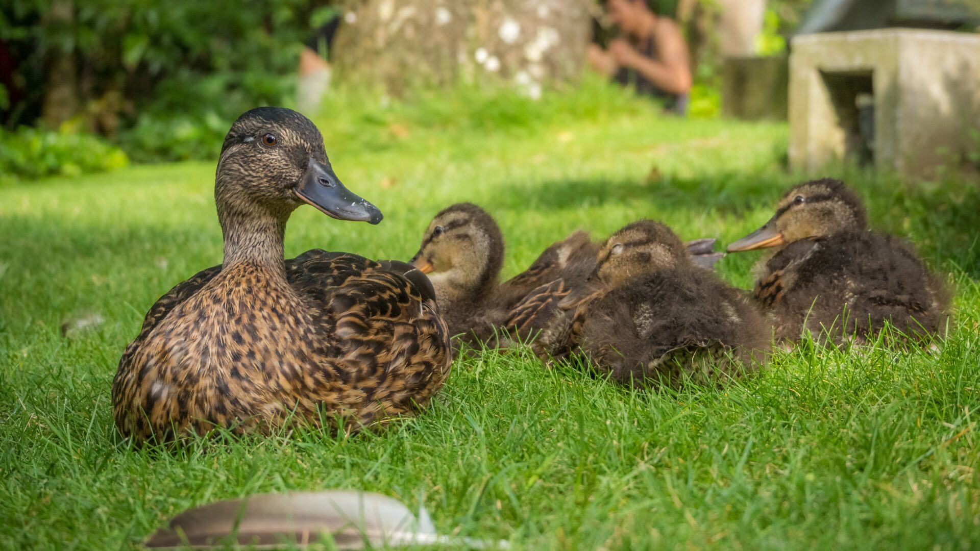 Foie Gras des Landes